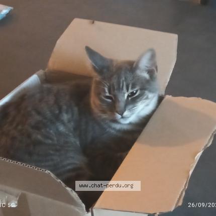 Foto 1/1 Rasta Chat perdido en Cuxac d aude
