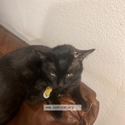 Foto 1/1 Theresa A. Ray Chat perdido en Denver