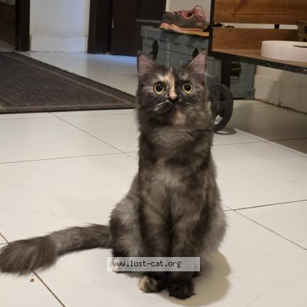 Foto 1/4 Gullu Chat perdido en Islamabad