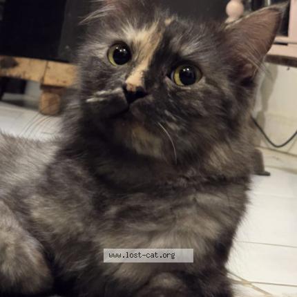 Foto 2/4 Gullu Chat perdido en Islamabad