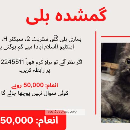 Foto 3/4 Gullu Chat perdido en Islamabad