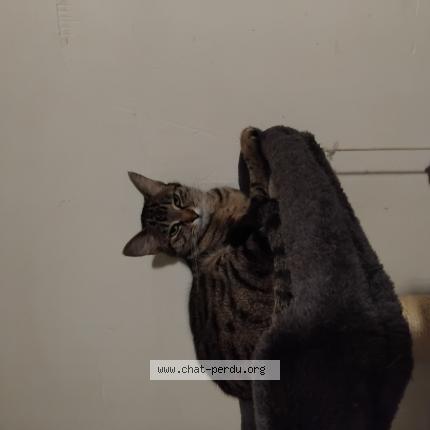 Foto 1/1 Amber Chat perdido en Lyon