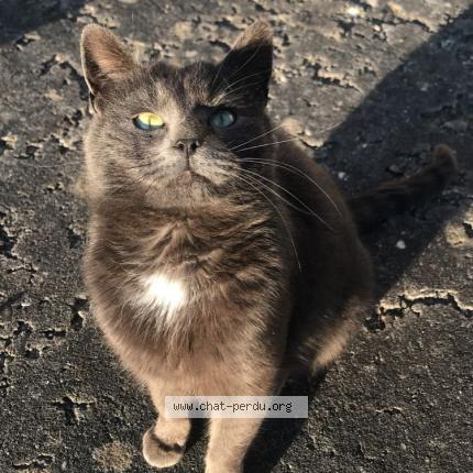 Foto 2/2 Fifi Chat perdido en Servigny les raville