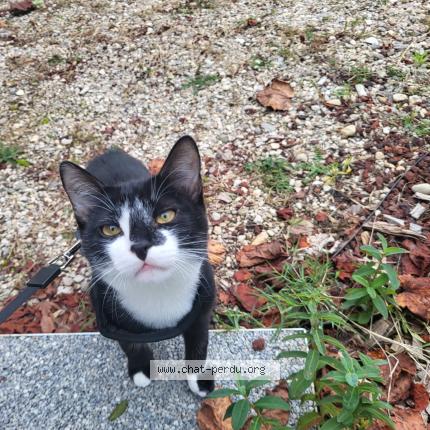 Foto 1/1 Aiko Chat perdido en St jean de niost