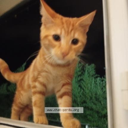 Foto 1/1 Roucky Chat perdido en Toulon