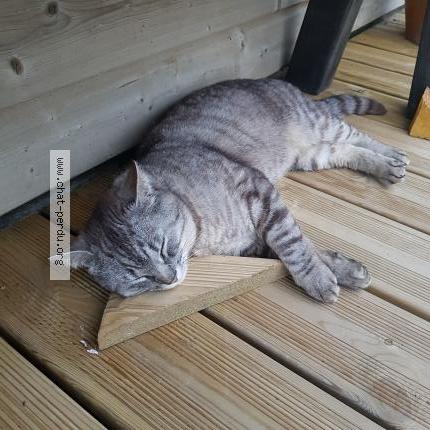 Foto 1/1 Yannick Guillot Chat perdido en Commana