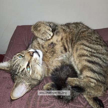 Foto 1/1 Loki Chat perdido en Anduze