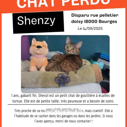 Foto 1/1 Shenzy Chat perdido en Bourges