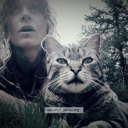 Foto 1/1 Pimousse Chat perdido en Beignon