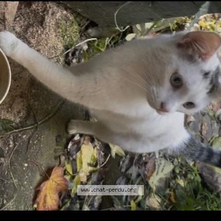 Foto 1/1 Gato encontrado Encontrado en Orleans