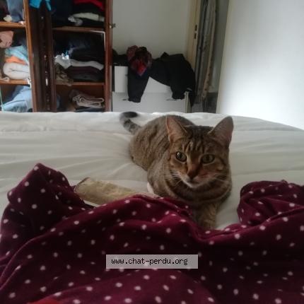 Foto 1/1 Espoir Chat perdido en Toulouse