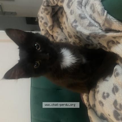 Foto 1/1 Gato encontrado Encontrado en Templemars