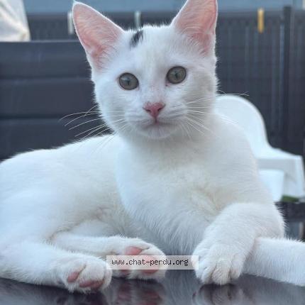 Foto 1/1 Mouss Chat perdido en Ostricourt