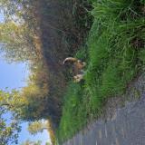 Foto del gato perdido en Bouchemaine