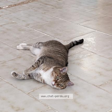Foto 1/1 Zézette Chat perdido en Velaux