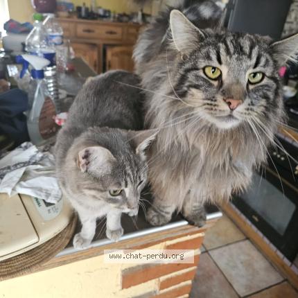 Foto 1/1 Ugin Chat perdido en Vallet