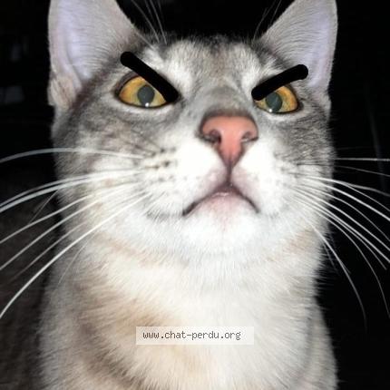 Foto 1/1 Fufu Chat perdido en Beziers