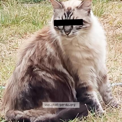 Foto 1/1 Gato encontrado Encontrado en Villemur sur tarn