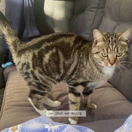 Foto 1/1 Gato encontrado Encontrado en Mantes la ville