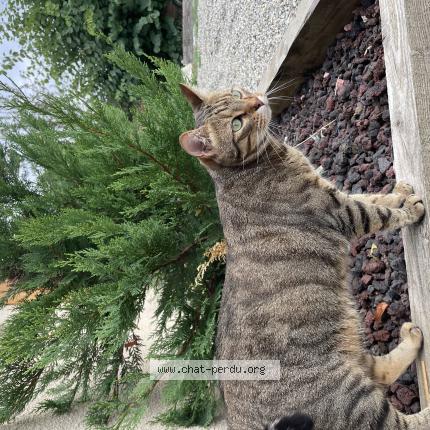 Foto 1/1 Sun Chat perdido en Saint agnan