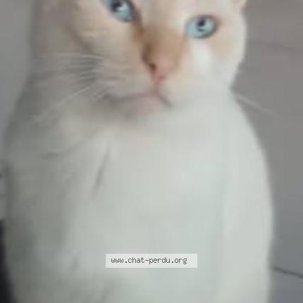 Foto 1/1 FILOU Chat perdido en Saint etienne