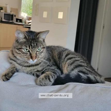 Foto 1/1 MALO Chat perdido en La trinite surzur