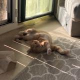 Foto del gato perdido en Prigonrieux