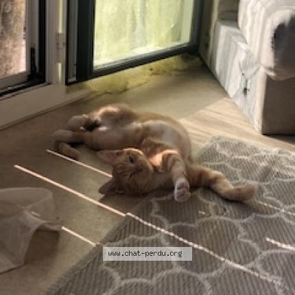 Foto 1/1 C&acirc;line Chat perdido en Prigonrieux