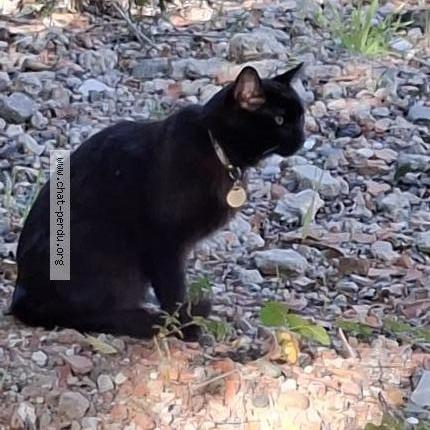 Foto 1/1 Gato encontrado Encontrado en Toulouse