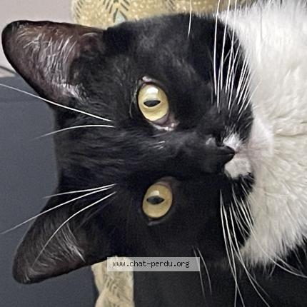 Foto 1/1 Hades Chat perdido en Saran