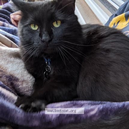 Foto 1/1 Tom Chat perdido en Denver