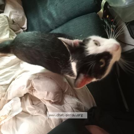 Foto 1/1 Speedy Chat perdido en Lons le saunier