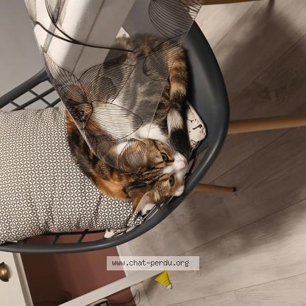 Foto 1/1 Ambre Chat perdido en Le havre