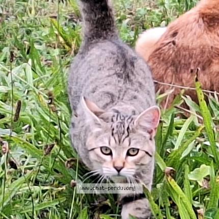 Foto 1/1 Loulou Chat perdido en Les plantiers