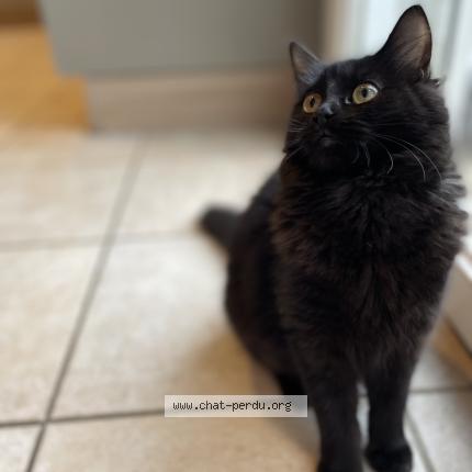 Foto 1/1 Moon Chat perdido en Saint michel mont mercure