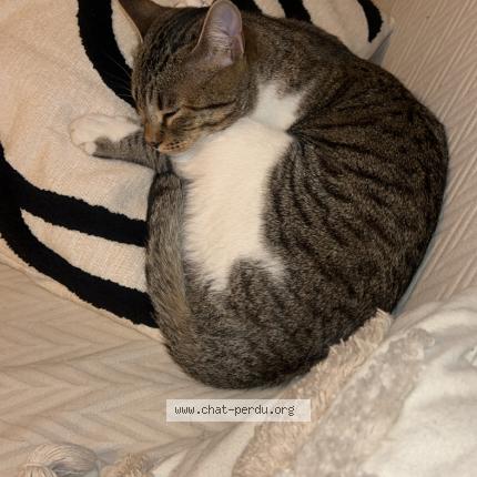 Foto 1/1 Nala Chat perdido en Marseille