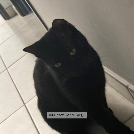 Foto 1/1 Baffi Chat perdido en Villes sur auzon