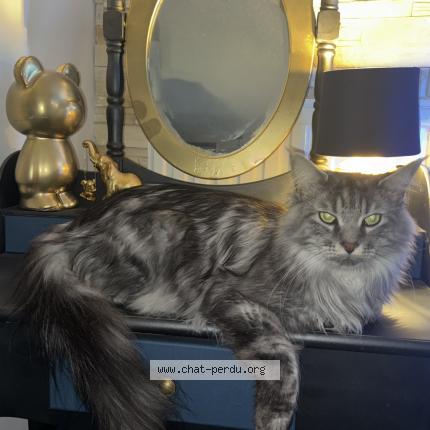 Foto 1/1 Boston Chat perdido en Sathonay camp