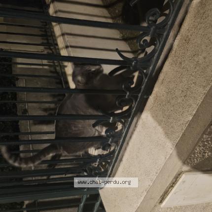 Foto 1/1 Gato encontrado Encontrado en Nice