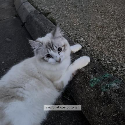 Foto 1/1 Milky Chat perdido en Meung sur loire