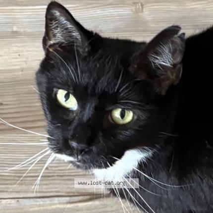 Foto 1/1 Jilly aka Jill Chat perdido en Baltimore