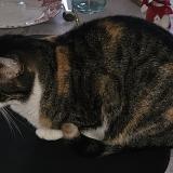 Foto del gato perdido en Prigonrieux