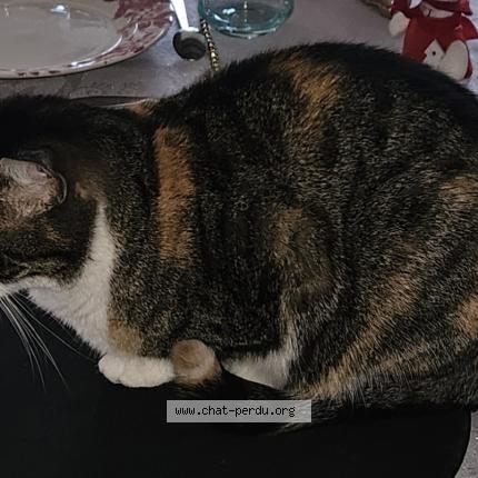 Foto 1/1 Tite boss Chat perdido en Prigonrieux