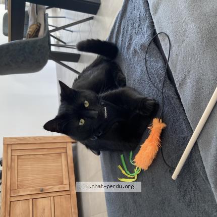 Foto 1/1 Koba Chat perdido en Frossay