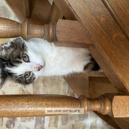 Foto 1/1 Chipi Chat perdido en Sainte helene