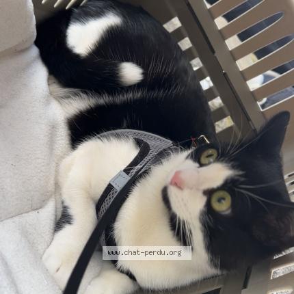 Foto 1/1 batata Chat perdido en Villeneuve la garenne