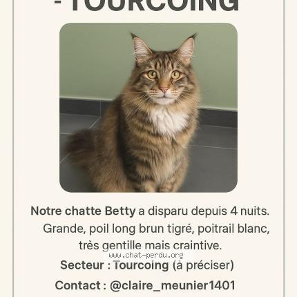 Foto 1/1 Betty Chat perdido en Tourcoing