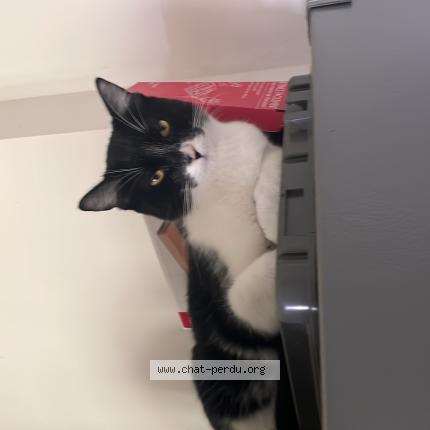 Foto 1/1 Momo Chat perdido en Souprosse