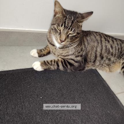 Foto 2/3 Tiki Chat perdido en Le mans