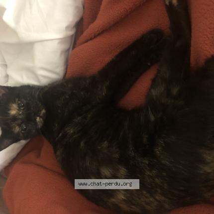 Foto 1/1 Gato encontrado Encontrado en Saint louis